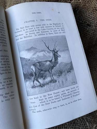 Natural History (Vertebrates) Of The British Isles by F. G. Aflalo