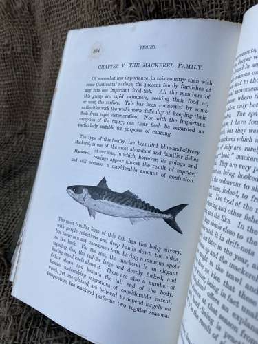 Natural History (Vertebrates) Of The British Isles by F. G. Aflalo