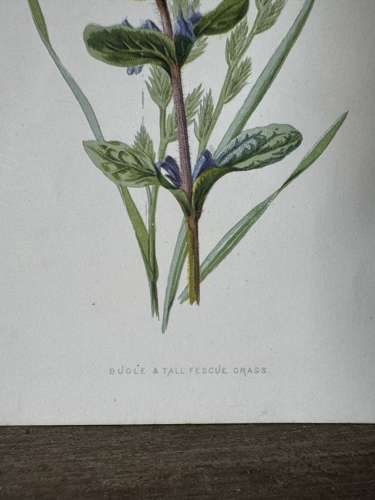 Edwardian British wild flower book plate - Bugle & Tall Fescue Grass