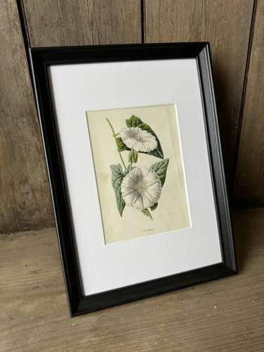 Edwardian British wild flower book plate - Bugle & Tall Fescue Grass