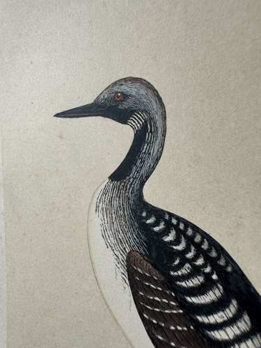 Victorian hand tinted ornithology engraving - Black Throated Diver