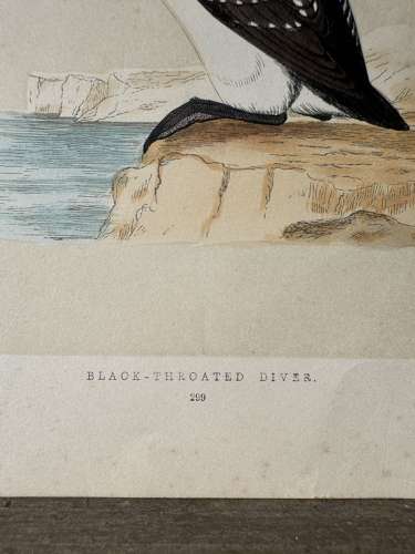 Victorian hand tinted ornithology engraving - Black Throated Diver