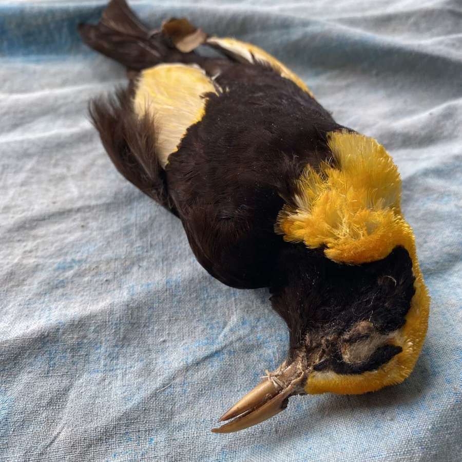 A 19th century taxidermy study skin of a male Regent Bowerbird