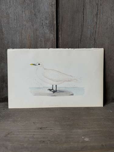 Victorian hand tinted ornithology engraving - Ivory Gull