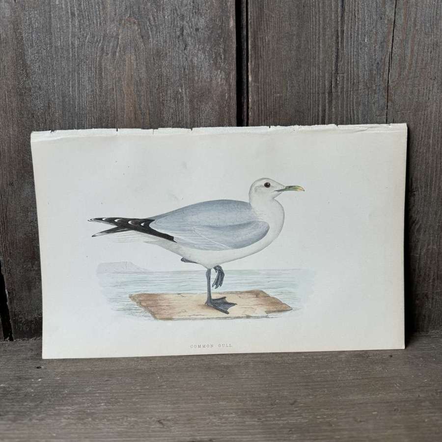 Victorian hand tinted ornithology engraving - Common Gull