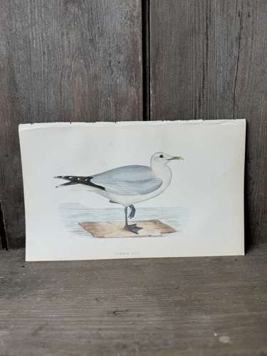 Victorian hand tinted ornithology engraving - Common Gull