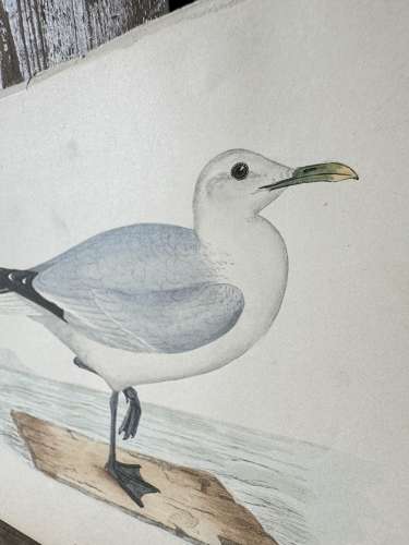 Victorian hand tinted ornithology engraving - Common Gull
