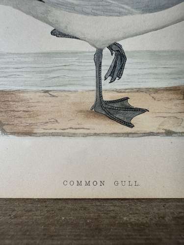 Victorian hand tinted ornithology engraving - Common Gull
