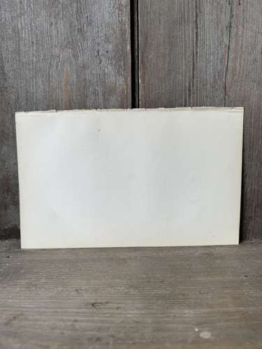 Victorian hand tinted ornithology engraving - Black Headed Gull