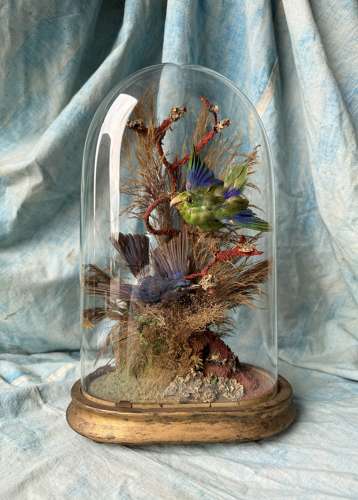 A Victorian exotic two bird taxidermy display under glass dome