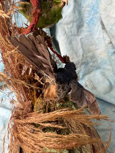 A Victorian exotic two bird taxidermy display under glass dome