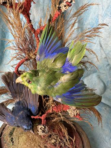 A Victorian exotic two bird taxidermy display under glass dome