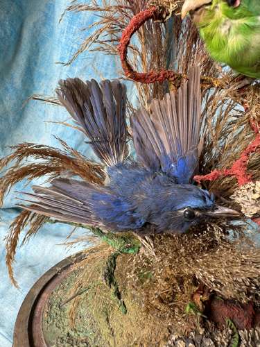 A Victorian exotic two bird taxidermy display under glass dome