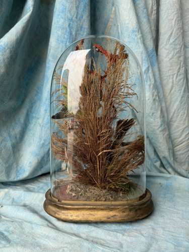 A Victorian exotic two bird taxidermy display under glass dome