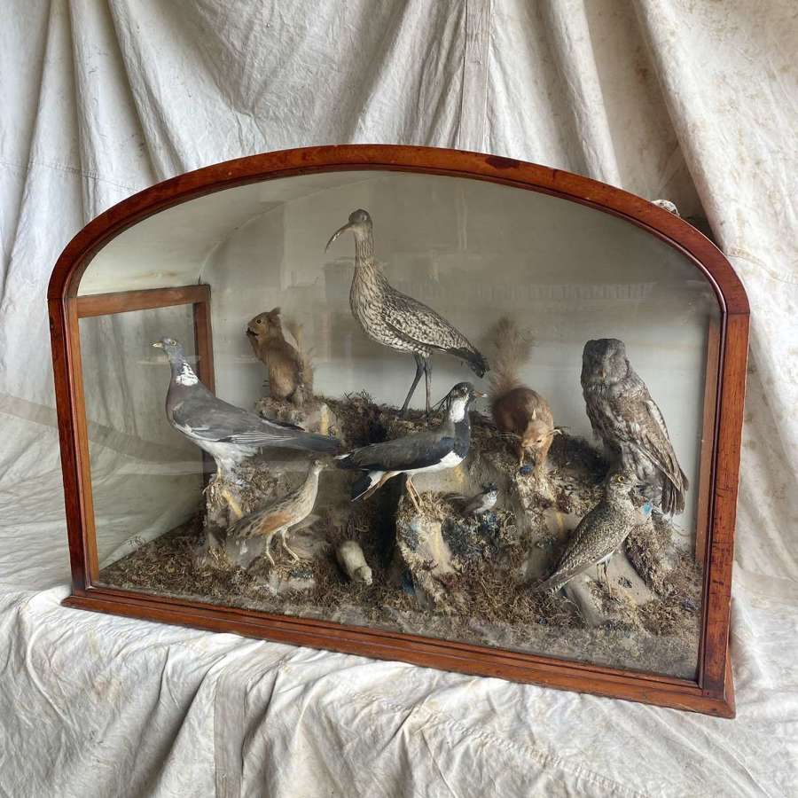 A large antique 19th century museum cased taxidermy display