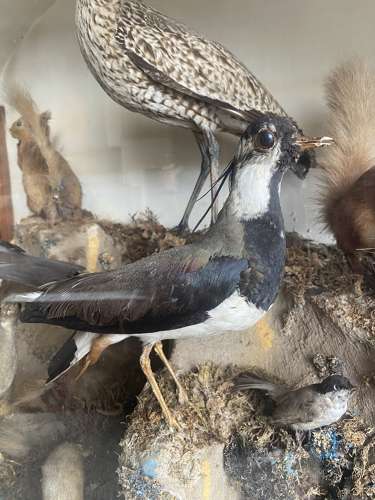 A large antique 19th century museum cased taxidermy display