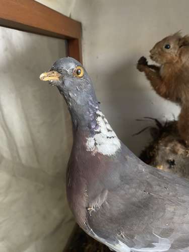 A large antique 19th century museum cased taxidermy display