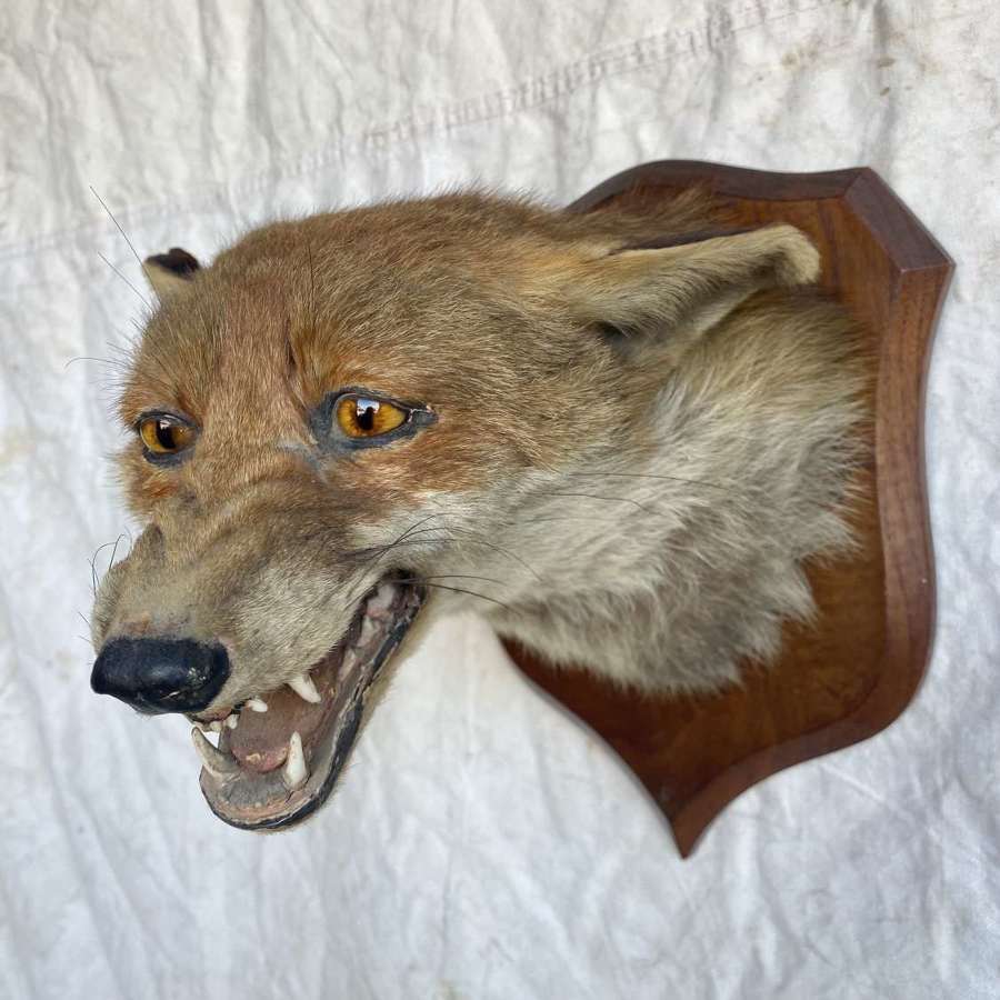 Early 20th century fox mask taxidermy study by Peter Spicer & Sons
