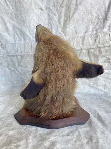 Early 20th century fox mask taxidermy study by Peter Spicer & Sons