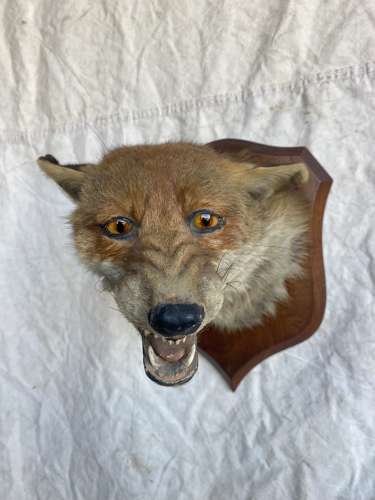 Early 20th century fox mask taxidermy study by Peter Spicer & Sons
