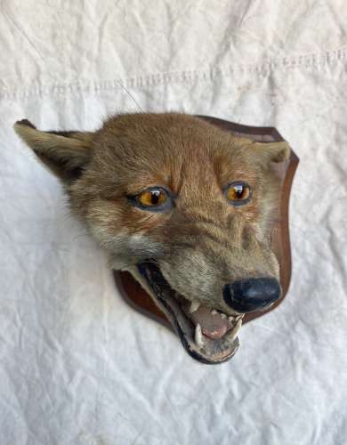 Early 20th century fox mask taxidermy study by Peter Spicer & Sons