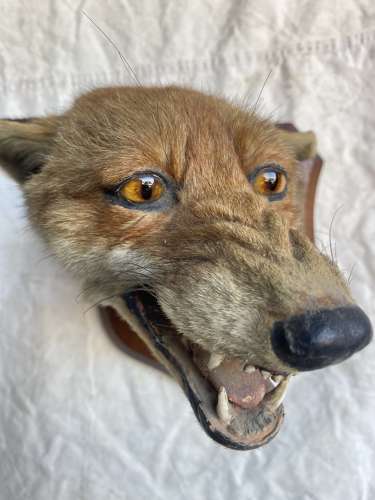 Early 20th century fox mask taxidermy study by Peter Spicer & Sons