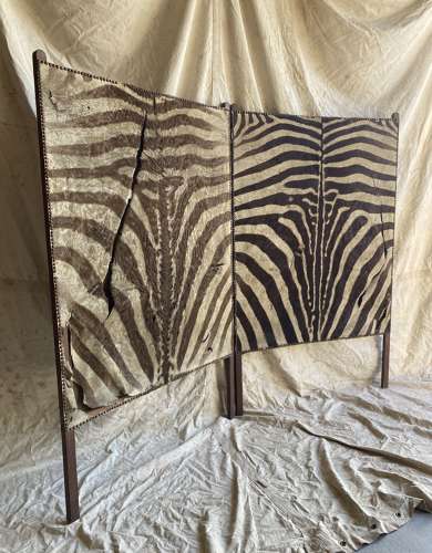 An antique late 19th century taxidermy zebra hide dressing screen