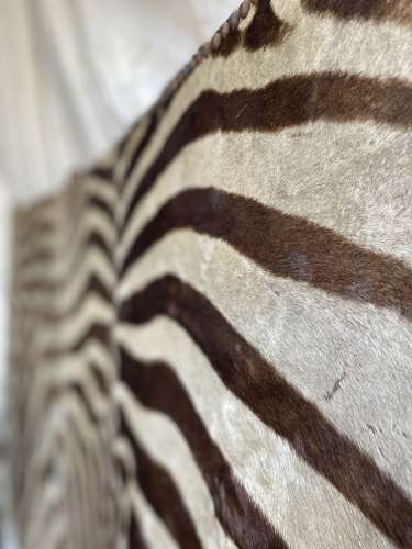 An antique late 19th century taxidermy zebra hide dressing screen