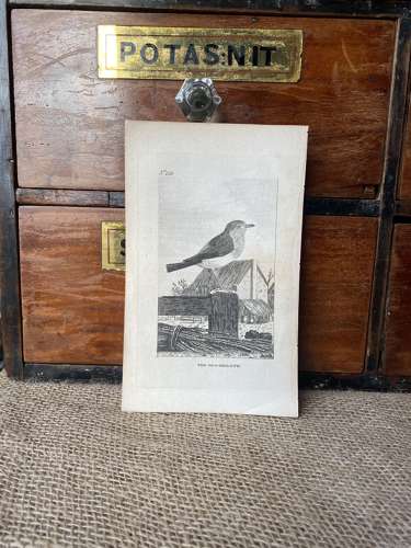Antique George III engraving - The Red Breast