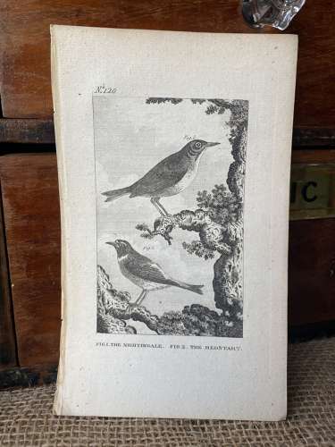 Antique George III engraving - The Nightingale & The Redstart