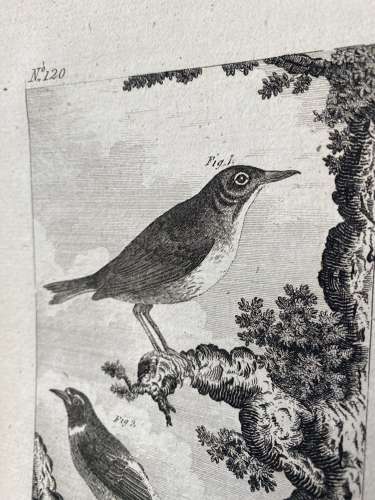 Antique George III engraving - The Nightingale & The Redstart