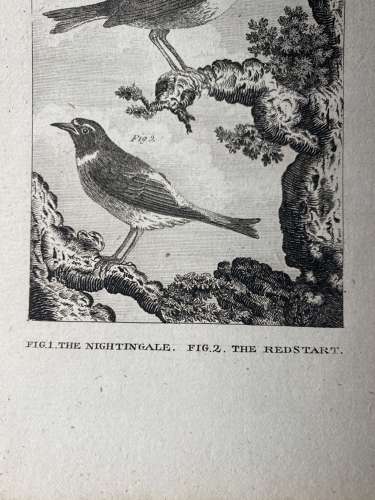 Antique George III engraving - The Nightingale & The Redstart