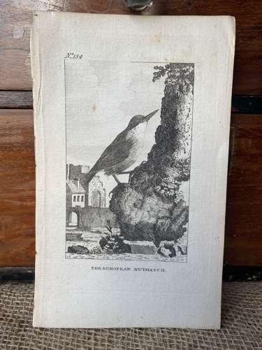Antique George III engraving - The European Nuthatch