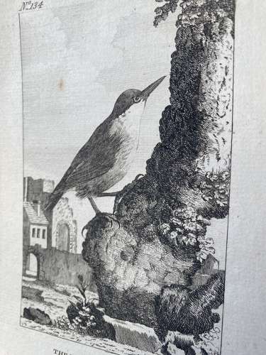 Antique George III engraving - The European Nuthatch