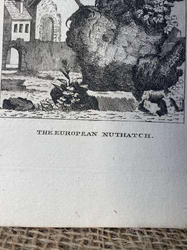 Antique George III engraving - The European Nuthatch