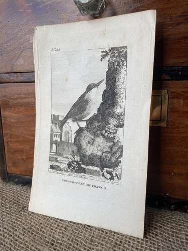 Antique George III engraving - The European Nuthatch