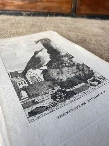 Antique George III engraving - The European Nuthatch