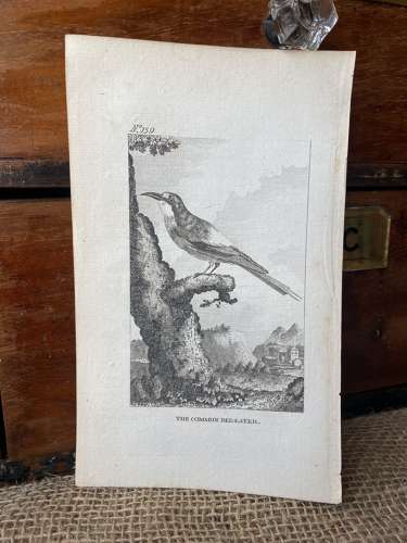 Antique George III engraving - The Common Bee-Eater