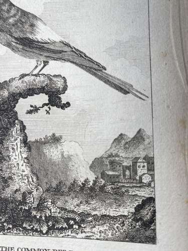 Antique George III engraving - The Common Bee-Eater