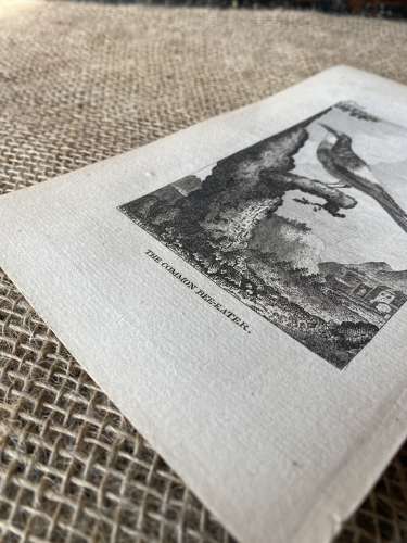 Antique George III engraving - The Common Bee-Eater