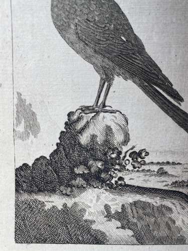 Antique George III engraving - The Alpine Crow