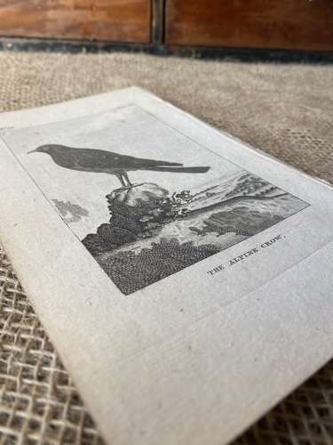 Antique George III engraving - The Alpine Crow