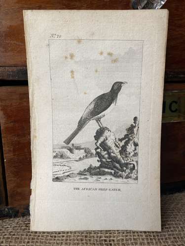 Antique George III engraving - The African Beef-Eater