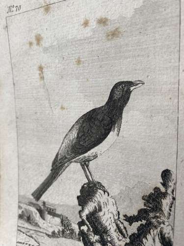 Antique George III engraving - The African Beef-Eater
