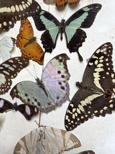 An antique late 19th century Lepidopterology taxidermy cased display