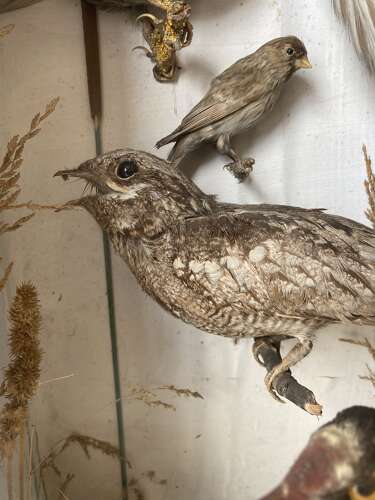 An impressive antique 19th century cased bird taxidermy diorama