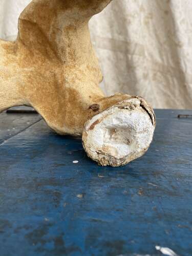 An antique French papier mache growler Bulldog toy by Roullet & Decamps
