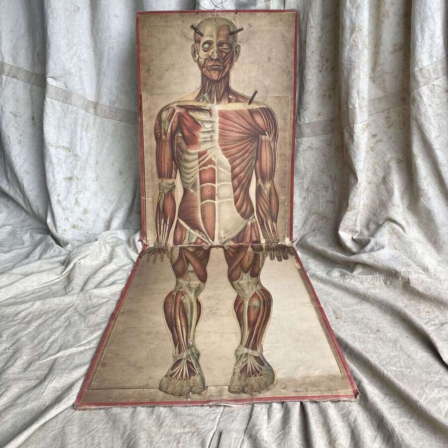 Rare antique 19th Century Philips' life-size Anatomical Model Of The Human Body