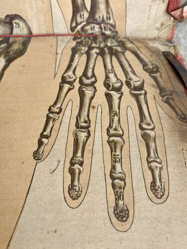 Rare antique 19th Century Philips' life-size Anatomical Model Of The Human Body